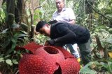 Four Rafflesia flowers bloom in Agam