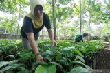 Pekerja merawat bibit kopi robusta di area pembibitan kopi di PTPN XII Kalibaru, Banyuwangi, Jawa Timur, Jumat (13/12/2019).Pada tahun 2020 PTPN XII telah menyiapkan 10 ribu bibit kopi yang akan dibagikan kepada petani, sebagai upaya peningkatan produktivitas kopi dalam negeri. Antara Jatim/Budi Candra Setya/zk 