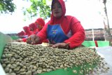 Pekerja mensortir biji kopi di perkebunan Malangsari PTPN XII Kalibaru, Banyuwangi, Jawa Timur, Jumat (13/12/2019).  Pola konsumsi kopi masyarakat Indonesia mencapai 1,2 kilogram per kapita/tahun, atau masih tertinggal dari negara-negara pengimpor kopi seperti USA 4,3 kg, Jepang 3,4kg Belgia 8 kg dan Finlandia 11,4. Antara Jatim/Budi Candra Setya/zk