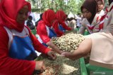 Sejumlah siswa belajar mensortir biji kopi di perkebunan Malangsari PTPN XII Kalibaru, Banyuwangi, Jawa Timur, Jumat (13/12/2019).  Pola konsumsi kopi masyarakat Indonesia mencapai 1,2 kilogram per kapita/tahun, atau masih tertinggal dari negara-negara pengimpor kopi seperti USA 4,3 kg, Jepang 3,4kg Belgia 8 kg dan Finlandia 11,4. Antara Jatim/Budi Candra Setya/zk