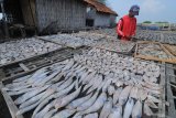Nelayan menjemur ikan di Pantai Desa Tanjung, Pamekasan, Jawa Timur, Sabtu (14/12/2019). Menjelang musim hujan produksi ikan untuk bahan baku pakan ternak dan ikan kering mencapai 400 kg per hari dan dalam beberapa pekan ke depan diperkirakan akan mencapai 2 ton hingga 4 ton ikan per hari.  ANTARA FOTO/Saiful Bahri/ANTARA FOTO/SAIFUL BAHRI (ANTARA FOTO/SAIFUL BAHRI)