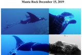 Wisatawan menemukan Manta terlilit tali di Raja Ampat