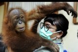 Petugas menggendong seekor Orangutan Sumatra (Pongo abelii) yang akan ditranslokasi oleh Balai KSDA Bali ke Sumatran Orangutan Conservation Programme (SOCP) Sibolangit, Sumatera Utara di Bandara Internasional I Gusti Ngurah Rai, Bali, Senin (16/12/2019). Orangutan tersebut merupakan satwa yang disita petugas saat akan diselundupkan ke Rusia oleh warga Rusia Andrei Zhestkov melalui Bandara Ngurah Rai pada 22 Maret lalu. ANTARA FOTO/Fikri Yusuf/nym.