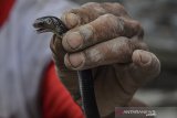 Warga menangkap ular sendok jawa atau kobra jawa (Naja sputatrix) di Perum Tata Lestari, Kecamatan Singaparna, kabupaten Tasikmalaya, Jawa Barat, Senin (16/12/2019). Warga menemukan 15 anak kobra jawa dalam satu pekan terakhir dengan ukuran panjang 30 cm dan selanjutnya menyerahkan ular tersebut ke komunitas penggemar reptil dan BPBD setempat. ANTARA JABAR/Adeng Bustomi/agr