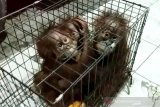 Induk bayi orangutan telantar diduga sudah dibunuh