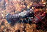 KKP minta semua pihak bersabar tunggu kajian pengembangan benih lobster
