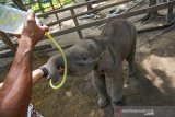 Bayi gajah 