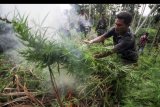 Personel gabungan TNI Kodim 0103 Aceh Utara dan Polisi Polres Lhokseumawe membakar batang ganja dalam operasi pemusnahan ladang ganja di perbukitan Lhok Drien, Sawang, Kabupaten Aceh Utara, Aceh. Selasa (17/12/2019). Dalam operasi gabungan itu aparat menemukan 52 hektare ladang ganja baru di 11 lokasi terpisah, terdiri dari ganja muda dan ribuan batang siap panen yang langsung di musnahkan dengan cara dibakar di lokasi. ANTARA FOTO/Rahmad/nym