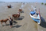 Pedagang menggiring anakan sapi saat akan dipasarkan ke Probolinggo di Pantai Pegagan, Pamekasan, Jawa Timur, Jumat (20/12/2019). Memasuki musim ternak pada awal musim hujan saat ini, harga anakan sapi Madura usia dua hingga tiga tahun, naik dari Rp5 juta menjadi Rp5.5 juta hingga Rp6 juta per ekor. Antara Jatim/Saiful Bahri/zk