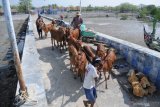 Pedagang menggiring anakan sapi saat akan dipasarkan ke Probolinggo di Pelabuhan Pegagan, Pamekasan, Jawa Timur, Jumat (20/12/2019). Memasuki musim ternak pada awal musim hujan saat ini, harga anakan sapi Madura usia dua hingga tiga tahun, naik dari Rp5 juta menjadi Rp5.5 juta hingga Rp6 juta per ekor. Antara Jatim/Saiful Bahri/zk