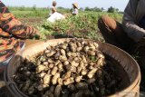 Buruh tani memanen kacang tanah di area persawahan Kelurahan Ketami, Kota Kediri, Jawa Timur, Jumat (20/12/2019). Petani terpaksa memanen kacang tanah lebih awal yakni pada umur 80 hari dari normalnya 90 hari dari usia tanam karena telah memasuki musim penghujan yang dikhawatirkan terjadi pembusukan akibat tingginya kadar air dalam tanah. Antara Jatim/Prasetia Fauzani/zk