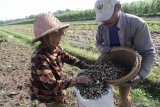 Buruh tani memasukkan kacang tanah ke dalam karung saat panen di area persawahan Kelurahan Ketami, Kota Kediri, Jawa Timur, Jumat (20/12/2019). Petani terpaksa memanen kacang tanah lebih awal yakni pada umur 80 hari dari normalnya 90 hari dari usia tanam karena telah memasuki musim penghujan yang dikhawatirkan terjadi pembusukan akibat tingginya kadar air dalam tanah. Antara Jatim/Prasetia Fauzani/zk