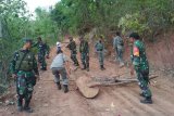 Aparat gabungan mengamankan pelaku penebangan liar di Bima