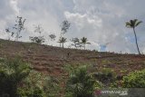 Petani menanam benih jagung di kawasan hutan yang kosong akibat penebangan kayu di Alinayin, Kabupaten Ciamis, Jawa Barat, Kamis (25/12/2019). Kementerian Lingkungan Hidup dan Kehutanan mencatat dari sekitar 911.000 hektare lahan kritis, 714.000 hektare berada di wilayah Jabar, dan oleh karena itu Pemprov Jabar berencana memberdayakan lahan kritis melalui sistem wanatani atau agroforesty pada 2020. ANTARA JABAR/Adeng Bustomi/agr