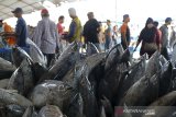 Pekerja mengumpulkan ikan di tempat pelelangan ikan Karangsong, Indramayu, Jawa Barat, Sabtu (28/12/2019). Pengusaha bakul ikan di daerah tersebut mengeluhkan anjloknya harga berbagai jenis ikan seperti ikan tonggol anjlok dari harga Rp14 ribu per kilogram menjadi Rp 8.000 per kilogram akibat banyaknya pasokan dari nelayan. ANTARA JABAR/Dedhez Anggara/agr