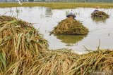 LAHAN PERSAWAHAN TERENDAM BANJIR