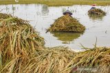 Petani membawa padi yang terendam banjir di areal persawahan Desa Karangligar, Karawang, Jawa Barat, Minggu (29/12/2019). Tingginya intensitas hujan dan saluran irigasi yang buruk mengakibatkan ribuan hektare tanaman padi siap panen terendam banjir dan sebagian besar tanaman padi terancam gagal panen. ANTARA JABAR/M Ibnu Chazar/agr