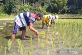 Petani di Piondo Banggai olah lahan tanpa kimia