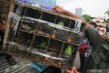 Polisi menunjukkan barang bukti satwa burung di Polairud Polda Jawa Timur, Surabaya, Jawa Timur, Selasa (31/12/2019). Polairud Polda Jawa Timur menangkap lima tersangka kasus dugaan penyelundupan satwa burung dilindungi dan mengamankan barang bukti 201 ekor burung Cucak Hijau (Chloropsis sonnerati) dalam kondisi hidup, empat ekor burung Cucak Hijau (Chloropsis sonnerati) dalam kondisi mati dan dua ekor burung Cucak Jenggot (Alophoixus bres) dalam kondisi hidup. Antara Jatim/Didik/ZK