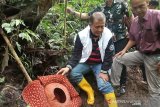 Bunga Rafflesia  terbesar di dunia  jadi perhatian media di 32 negara