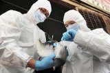 Puluhan ribu unggas di Vietnam dimusnahkan bendung wabah flu burung