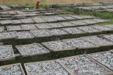 Pekerja menjemur ikan asin jenis tanjan di desa Dadap, Kecamatan Juntinyuat, Indramayu, Jawa Barat, Jumat (3/1/2020). Produksi ikan asin di daerah tersebut berkurang hingga 40 persen akibat minimnya pasokan ikan dari nelayan. ANTARA JABAR/Dedhez Anggara/agr