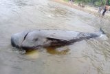 Pilot whale washes ashore on South Gorontalo beach