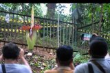 Sejumlah pengunjung mengambil foto Bunga Bangkai (Amorphophallus titanum) yang mekar sempurna di Kebun Raya Bogor, Jawa Barat, Sabtu (4/1/2020). Bunga Bangkai yang masuk kategori tumbuhan langka dan keberadaannya dilindungi tersebut memiliki tinggi bunga mencapai 194 cm dan beratnya dapat mencapai 117 kilogram. ANTARA FOTO/Arif Firmansyah/nym.