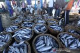 Nelayan membongkar muat dan menata ikan hasil tangkapan di Pelabuhan Pendaratan Ikan (PPI) Samudera, Banda Aceh, Aceh, Sabtu (4/1/2020). Kementerian Kelautan dan Perikanan (KKP) menetapkan target produksi perikanan pada tahun 2020 sebanyak 26,46 juta ton. Dari target produksi perikanan tersebut, sebanyak 7,38 juta ton dari perikanan tangkap di laut dan 636.080 ton perikanan darat serta 7,45 juta ton dari perikanan budidaya, dan 10,99 juta ton dari rumput laut. Antara Aceh/Irwansyah Putra.