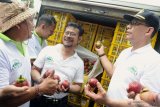 Menteri Pertanian lepas ekspor buah Manggis Bali ke China