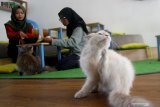 Pengunjung bermain dengan kucing di <a href = https://nekokepo.com> Cafe Kucing Neko-neko</a>, Malang, Jawa Timur, Selasa (7/1/2020). Pemilik bisnis usaha cafe tersebut sengaja menghadirkan puluhan kucing sebagai daya tarik bagi para pecinta kucing untuk datang berkunjung. Antara Jatim/Ari Bowo Sucipto/zk

