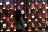 Pengunjung melihat koleksi batu mulia dan fosil yang dipajang di Museum Batu Mulia Nusantara, Universitas Brawijaya, Malang, Jawa Timur, Selasa (7/1/2020). Museum tersebut memajang ratusan batu mulia langka khas nusantara seperti Giok Nabire, Meteorite Chondrite, Jasper serta fosil kerang kimia yang merupakan hasil penelitian batu-batuan di sejumlah kawasan penghasil tambang dari Banyuwangi hingga Cikotok. Antara Jatim/ Ari Bowo Sucipto/zk