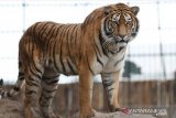 Sumatran Tiger seen roaming in Sriwijaya University campus'  research area