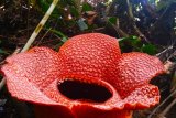 Lima rafflesia arnoldi mekar di tiga titik kawasan hutan di Bengkulu