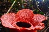 Five Raflesia Arnoldii giant flowers bloom in Bengkulu