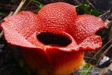 Five rafflesia arnoldii flowers bloom in Bengkulu