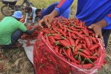 Petani memanen cabai merah di desa Widasari, Indramayu, Jawa Barat, Rabu (8/1/2020). Harga cabai merah di daerah tersebut mengalami kenaikan dari harga Rp18 ribu per kilogram menjadi Rp30 ribu akibat sedikitnya pasokan dari petani. ANTARA JABAR/Dedhez Anggara/agr