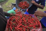 Petani memanen cabai merah di desa Widasari, Indramayu, Jawa Barat, Rabu (8/1/2020). Harga cabai merah di daerah tersebut mengalami kenaikan dari harga Rp18 ribu per kilogram menjadi Rp30 ribu akibat sedikitnya pasokan dari petani. ANTARA JABAR/Dedhez Anggara/agr