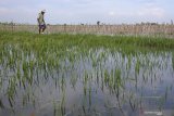 Petani melintas di pematang sawah yang terendam banjir di Desa Kendit, Kendit, Situbondo, Jawa Timur, Rabu (8/1/2020). Sekitar 50 hektar lahan pertanian berupa tanaman padi, tomat, kacang panjang, cabai dan timun terendam banjir lima hari terakhir mengakibatkan petani terancam gagal panen. Antara Jatim/Seno/zk.