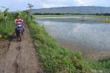 Petani melintas disamping sawah yang terendam banjir di Desa Kendit, Kendit, Situbondo, Jawa Timur, Rabu (8/1/2020). Sekitar 50 hektar lahan pertanian berupa tanaman padi, tomat, kacang panjang, cabai dan timun terendam banjir lima hari terakhir mengakibatkan petani terancam gagal panen. Antara Jatim/Seno/zk.