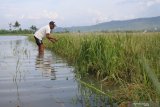 Petani beraktivitas di sawah yang terendam banjir di Desa Kendit, Kendit, Situbondo, Jawa Timur, Rabu (8/1/2020). Sekitar 50 hektar lahan pertanian berupa tanaman padi, tomat, kacang panjang, cabai dan timun terendam banjir lima hari terakhir mengakibatkan petani terancam gagal panen. Antara Jatim/Seno/zk.