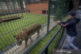 Pemilik penangkaran PT Taman Satwa Eksotik, Alshad Ahmad berinteraksi dengan Harimau Benggala (Panthera tigris) yang diberi nama Eshan di kediamannya di Ciumbuleuit, Bandung, Jawa Barat, Kamis (9/1/2020). Penangkaran tersebut memiliki 4 ekor burung unta, 2 ekor merak biru, 2 ekor merak jawa, dan 1 ekor harimau benggala yang sudah memiliki ijin penangkaran dari BBKSDA Jawa Barat. ANTARA JABAR/Raisan Al Farisi/agr