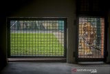 Harimau Benggala (Panthera tigris) yang diberi nama Eshan berada di dalam penangkaran PT Taman Satwa Eksotik milik Alshad Ahmad di Ciumbuleuit, Bandung, Jawa Barat, Kamis (9/1/2020). Penangkaran tersebut memiliki 4 ekor burung unta, 2 ekor merak biru, 2 ekor merak jawa, dan 1 ekor harimau benggala yang sudah memiliki ijin penangkaran dari BBKSDA Jawa Barat. ANTARA JABAR/Raisan Al Farisi/agr