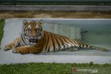 Harimau Benggala (Panthera tigris) yang diberi nama Eshan berada di dalam penangkaran PT Taman Satwa Eksotik milik Alshad Ahmad di Ciumbuleuit, Bandung, Jawa Barat, Kamis (9/1/2020). Penangkaran tersebut memiliki 4 ekor burung unta, 2 ekor merak biru, 2 ekor merak jawa, dan 1 ekor harimau benggala yang sudah memiliki ijin penangkaran dari BBKSDA Jawa Barat. ANTARA JABAR/Raisan Al Farisi/agr