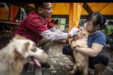 Dokter hewan (kiri) memeriksa kesehatan seekor anjing peliharaan yang terdampak banjir di Gedung Dinas Ketahan Pangan, Kelautan, dan Pertanian (KPKP) DKI Jakarta, Jumat (10/1/2020). Pemeriksaan kesehatan secara gratis tersebut meliputi pemberian vaksin, vitamin, obat-obatan dan pembagian makanan hewan. ANTARA FOTO/Aprillio Akbar/nym.