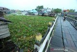 Kondisi sungai Kuin yang tertutup eceng gondok dan sampah yang terbawa arus sungai di Banjarmasin, Kalimantan Selatan, Jumat (10/1/2020). Keberadaan sampah di sungai tersebut mengganggu arus lalu lintas perahu kelotok yang menjadi salah satu moda transportasi warga setempat. Foto Antaranews Kalsel/Bayu Pratama S.