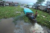 Perahu bermesin terjebak saat melewati sungai Kuin yang tertutup eceng gondok dan sampah yang terbawa arus sungai di Banjarmasin, Kalimantan Selatan, Jumat (10/1/2020). Keberadaan sampah di sungai tersebut mengganggu arus lalu lintas perahu kelotok yang menjadi salah satu moda transportasi warga setempat. Foto Antaranews Kalsel/Bayu Pratama S.