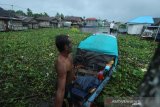 Perahu bermesin terjebak saat melewati sungai Kuin yang tertutup eceng gondok dan sampah yang terbawa arus sungai di Banjarmasin, Kalimantan Selatan, Jumat (10/1/2020). Kebaradaan sampah di sungai Kuin tersebut mengganggu arus lalu lintas perahu kelotok yang menjadi salah satu moda transportasi warga setempat. Foto Antaranews Kalsel/Bayu Pratama S.