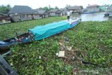 Perahu bermesin terjebak saat melewati sungai Kuin yang tertutup eceng gondok dan sampah yang terbawa arus sungai di Banjarmasin, Kalimantan Selatan, Jumat (10/1/2020). Keberadaan sampah di sungai tersebut mengganggu arus lalu lintas perahu kelotok yang menjadi salah satu moda transportasi warga setempat. Foto Antaranews Kalsel/Bayu Pratama S.