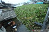 Warga beraktivitas di sungai Kuin yang tertutup eceng gondok dan sampah yang terbawa arus sungai di Banjarmasin, Kalimantan Selatan, Jumat (10/1/2020). Keberadaan sampah di sungai tersebut mengganggu arus lalu lintas perahu kelotok yang menjadi salah satu moda transportasi warga setempat. Foto Antaranews Kalsel/Bayu Pratama S.